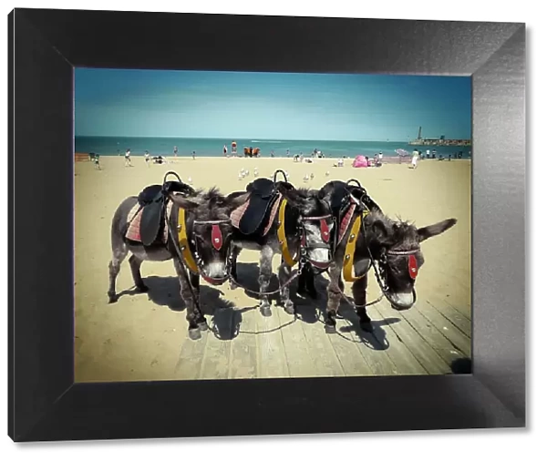 Donkeys. Donkey rides on Margate beach
