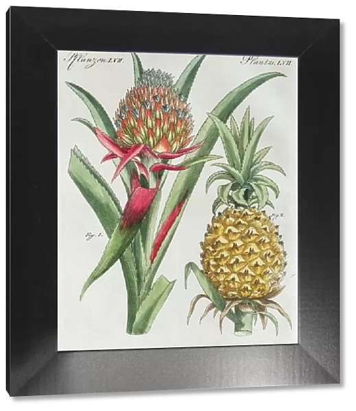 Pineapple (pineapple comosus), hand-colored copper engraving from Friedrich Justin