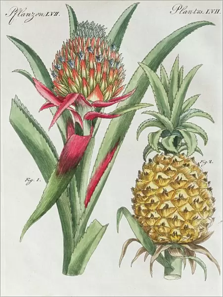 Pineapple (pineapple comosus), hand-colored copper engraving from Friedrich Justin
