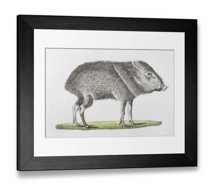 Framed Print : Patira (Dicotyles torquatus), hand-coloured copperplate engraving from Friedrich Justin Framed Print : Patira (Dicotyles torquatus), hand-coloured copperplate engraving from Friedrich Justin