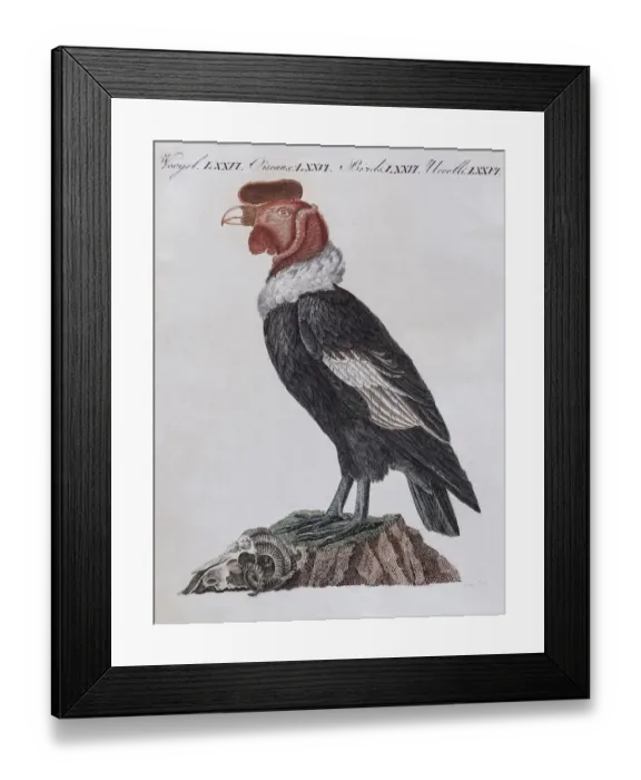 Framed Print : Condor (Cathartidae), hand-coloured copperplate engraving from Friedrich Justin Bertuch Framed Print : Condor (Cathartidae), hand-coloured copperplate engraving from Friedrich Justin Bertuch