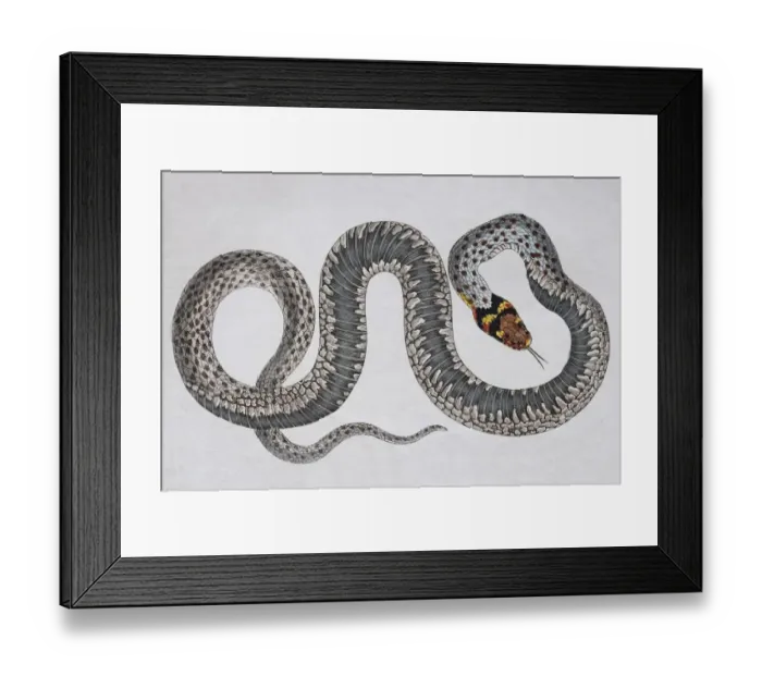 Framed Print : Grass snake (Natrix Natrix), hand-coloured copperplate engraving from Friedrich Justin Framed Print : Grass snake (Natrix Natrix), hand-coloured copperplate engraving from Friedrich Justin