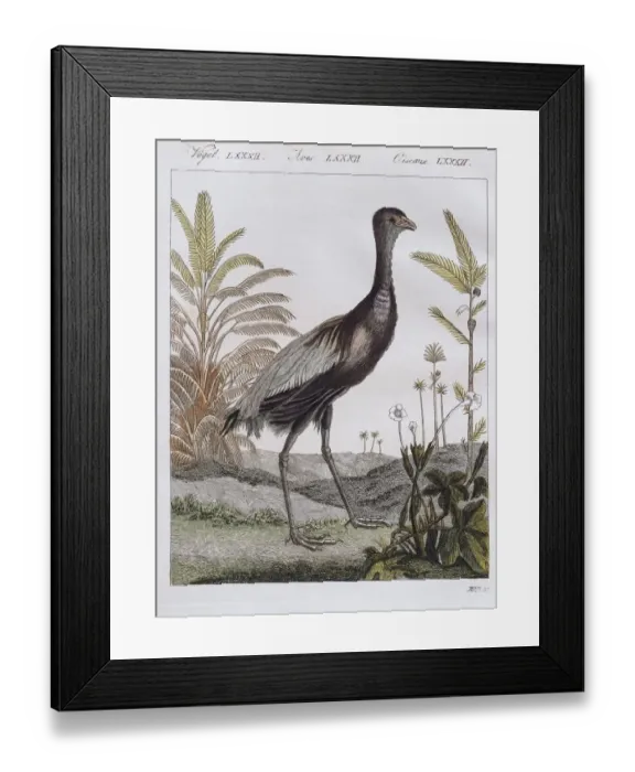 Framed Print : Golden-breasted trumpet bird, hand-coloured copperplate engraving from Friedrich Justin Framed Print : Golden-breasted trumpet bird, hand-coloured copperplate engraving from Friedrich Justin