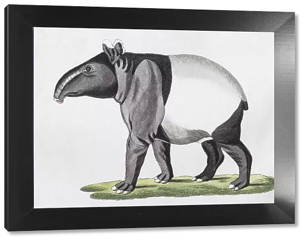 Maiba (Tapirus indicus), hand-coloured copperplate engraving from Friedrich Justin