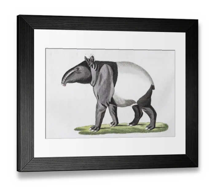 Framed Print : Maiba (Tapirus indicus), hand-coloured copperplate engraving from Friedrich Justin Framed Print : Maiba (Tapirus indicus), hand-coloured copperplate engraving from Friedrich Justin