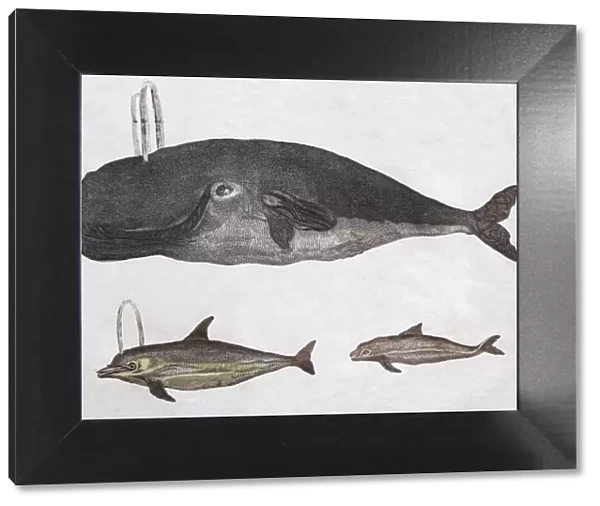 Whales, hand-coloured copperplate engraving from Friedrich Justin Bertuch Picture