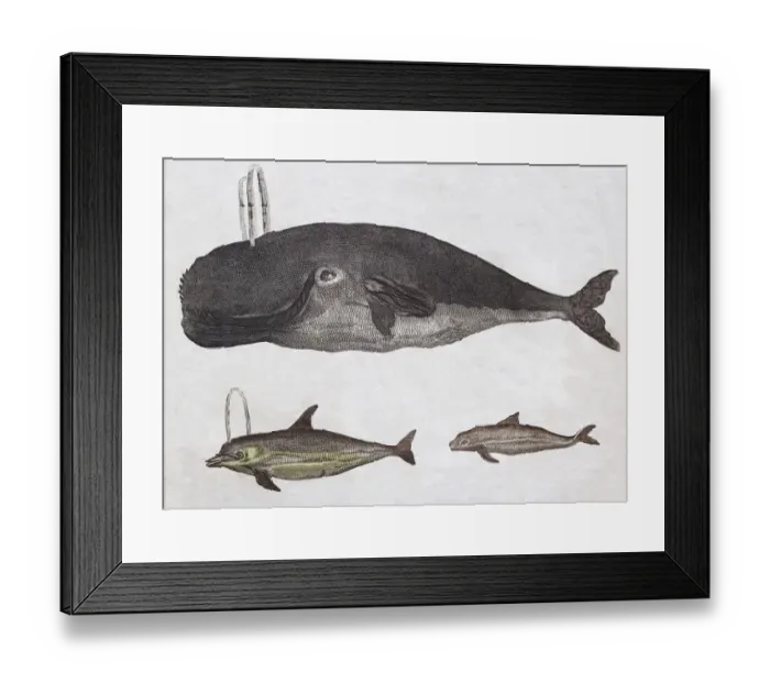 Framed Print : Whales, hand-coloured copperplate engraving from Friedrich Justin Bertuch Picture