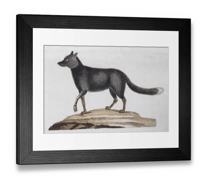 Framed Print : Silver fox, (Canis argentatus), hand-coloured copperplate engraving by Friedrich Justin Framed Print : Silver fox, (Canis argentatus), hand-coloured copperplate engraving by Friedrich Justin