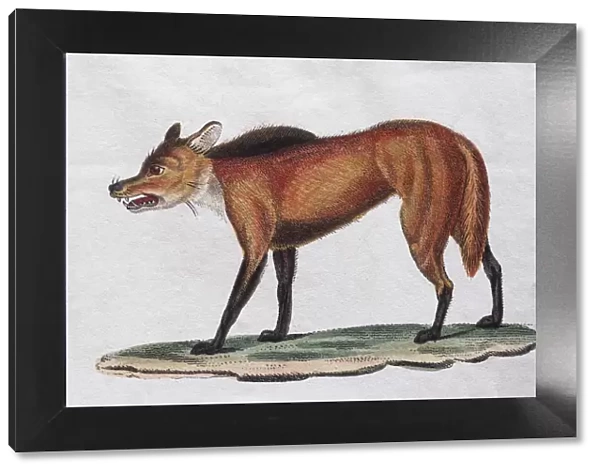 Red Wolf (Canis Mexicanus), hand coloured copperplate engraving from Friedrich Justin