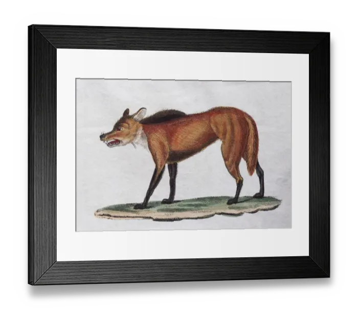 Framed Print : Red Wolf (Canis Mexicanus), hand coloured copperplate engraving from Friedrich Justin Framed Print : Red Wolf (Canis Mexicanus), hand coloured copperplate engraving from Friedrich Justin