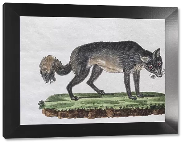 Isatis (Canis lagopus), hand-coloured copperplate engraving from Friedrich Justin