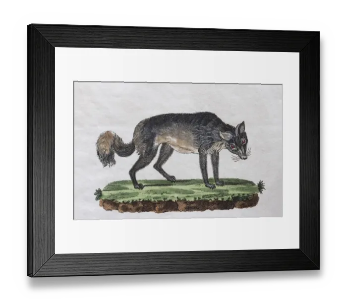 Framed Print : Isatis (Canis lagopus), hand-coloured copperplate engraving from Friedrich Justin Framed Print : Isatis (Canis lagopus), hand-coloured copperplate engraving from Friedrich Justin