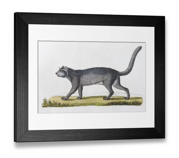 Framed Print : Jaguarundi (Felis Yaguarundi Lacep), hand-coloured copperplate engraving from Friedrich