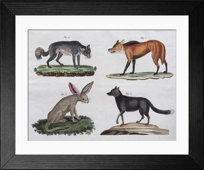 Framed Print : Wolves and foxes, hand-coloured copperplate engraving from Friedrich Justin Bertuch Framed Print : Wolves and foxes, hand-coloured copperplate engraving from Friedrich Justin Bertuch