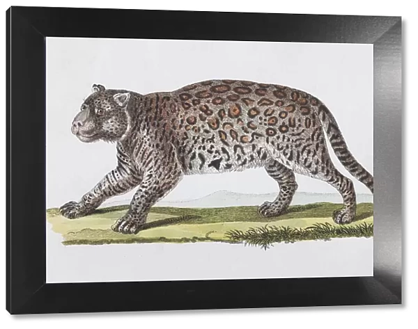 Jaguar (Felis onza. Linn. ), hand-coloured copperplate engraving by Friedrich Justin