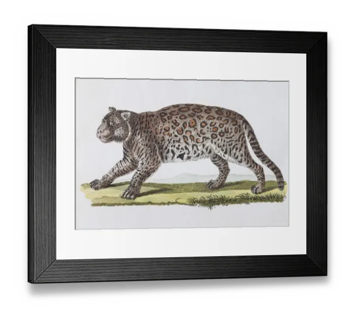 Framed Print : Jaguar (Felis onza. Linn. ), hand-coloured copperplate engraving by Friedrich Justin Framed Print : Jaguar (Felis onza. Linn. ), hand-coloured copperplate engraving by Friedrich Justin