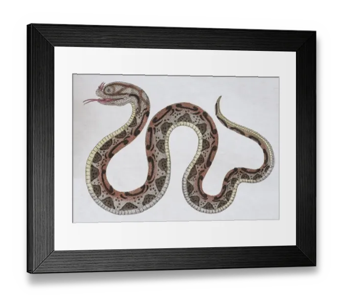 Framed Print : Horned Serpent (Coluber nasicornis), hand-coloured copperplate engraving from Friedrich Framed Print : Horned Serpent (Coluber nasicornis), hand-coloured copperplate engraving from Friedrich