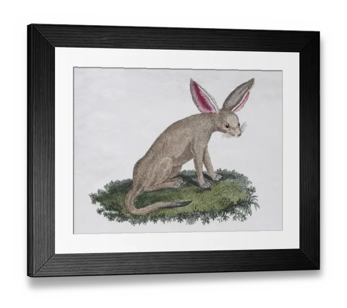 Framed Print : Fennek (Fennecus arabicum), hand-coloured copperplate engraving by Friedrich Justin