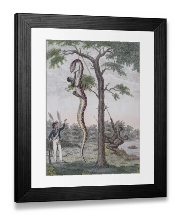 Framed Print : Boa constrictor getting skin removed, hand-coloured copperplate engraving from Friedrich Framed Print : Boa constrictor getting skin removed, hand-coloured copperplate engraving from Friedrich
