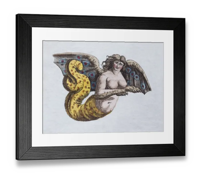 Framed Print : Harpyie, handcoloured copper engraving from Friedrich Justin Bertuch Picture book for children Framed Print : Harpyie, handcoloured copper engraving from Friedrich Justin Bertuch Picture book for children