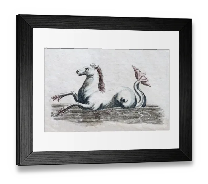 Framed Print : Seahorse, handcoloured copper engraving from Friedrich Justin Bertuch Picture book for children Framed Print : Seahorse, handcoloured copper engraving from Friedrich Justin Bertuch Picture book for children