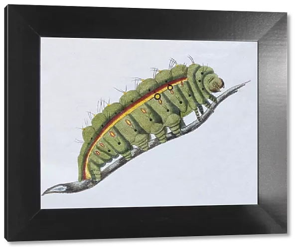 Yellow-green caterpillar, (Phalaena Bombyx Paphia), hand-colored copper engraving