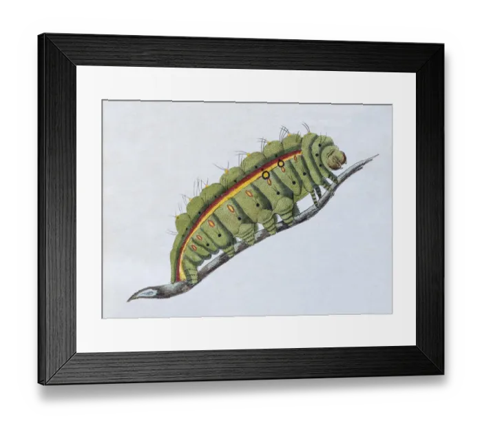 Framed Print : Yellow-green caterpillar, (Phalaena Bombyx Paphia), hand-colored copper engraving Framed Print : Yellow-green caterpillar, (Phalaena Bombyx Paphia), hand-colored copper engraving