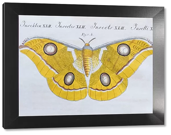 Yellow moth (Phalaena Bombyx Paphia), butterfly, hand-colored copper engraving