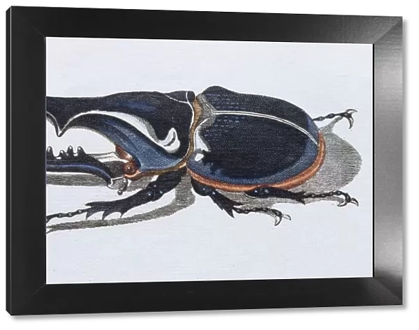 Hercules beetle (Scarabaeus hercules), hand-colored copper engraving from childrens