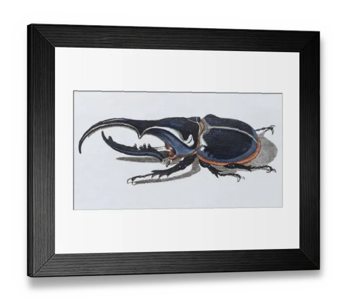Framed Print : Hercules beetle (Scarabaeus hercules), hand-colored copper engraving from childrens Framed Print : Hercules beetle (Scarabaeus hercules), hand-colored copper engraving from childrens