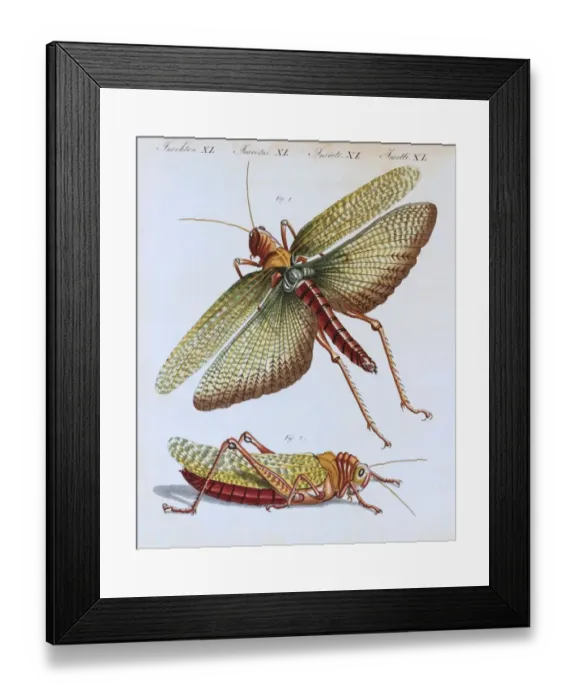 Framed Print : Grasshopper (Gryllus cristatus), handcoloured copper engraving from childrens book by Friedrich Justin Bertuch, Weimar, 1805 Framed Print : Grasshopper (Gryllus cristatus), handcoloured copper engraving from childrens book by Friedrich Justin Bertuch, Weimar, 1805