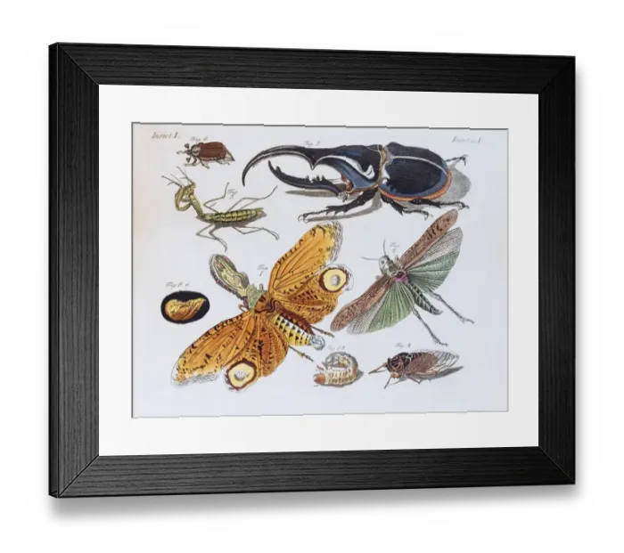 Framed Print : Insects, hand-colored copper engraving from childrens book by Friedrich Justin Bertuch