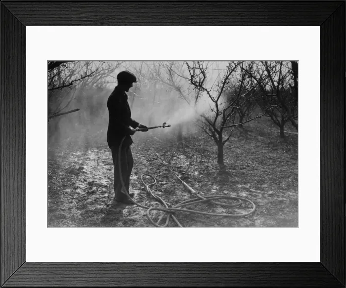 Framed Print : Fruit Spray Framed Print : Fruit Spray