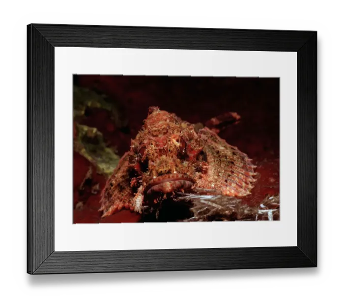 Framed Print : Tassled Scorpionfish (Scorpaenopsis oxycephalus), Bali, Indian Ocean, Indonesia