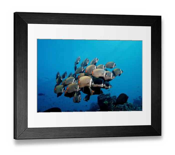 Framed Print : School of Redtail Butterflyfish (Chaetodon collare), Maldive Islands, Indian Ocean Framed Print : School of Redtail Butterflyfish (Chaetodon collare), Maldive Islands, Indian Ocean
