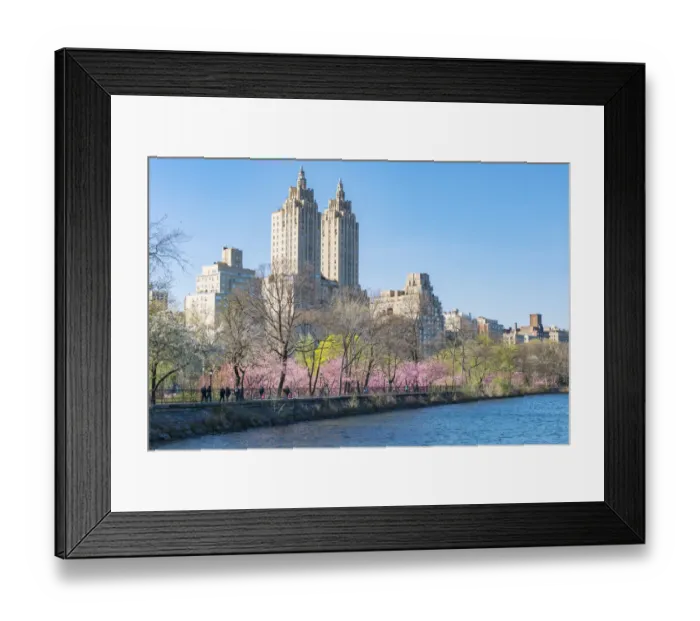 Framed Print : Architectures of Central Park West Historic District behind the rows of Cherry blossoms trees Framed Print : Architectures of Central Park West Historic District behind the rows of Cherry blossoms trees