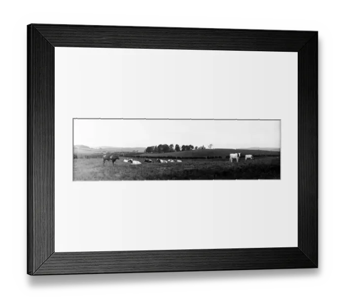 Framed Print : Cows In Field