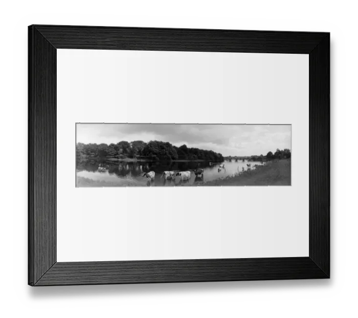 Framed Print : Cattle In River Framed Print : Cattle In River