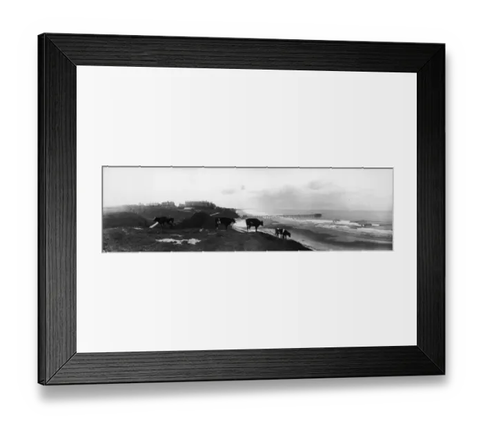 Framed Print : Friesian Cattle Framed Print : Friesian Cattle