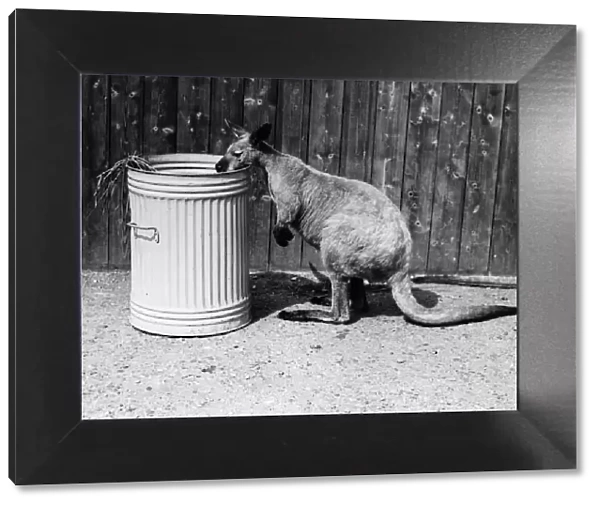 Aussie. 27th April 1938: Aussie, a kangaroo at London Zoo