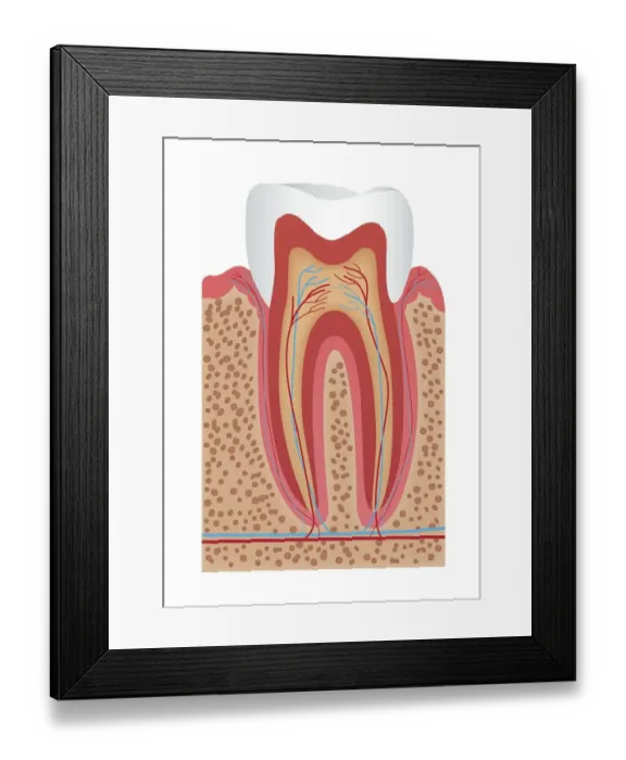 Framed Print : Dorling Kindersley Prints, 1098384568