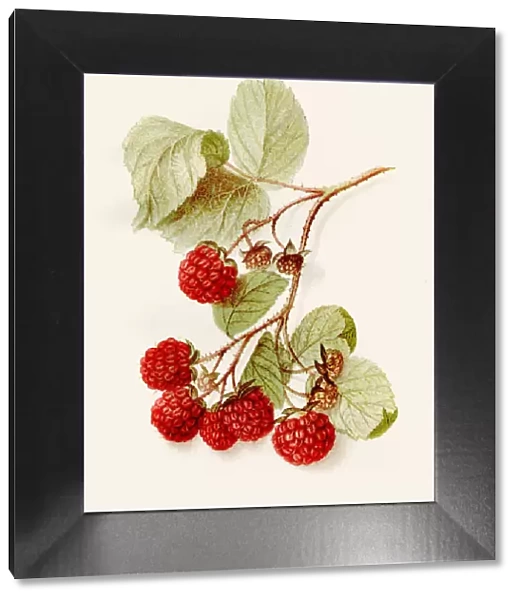Eaton rapsberry illustration 1892