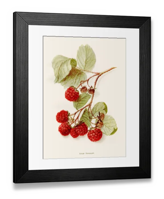 Framed Print : Eaton rapsberry illustration 1892 Framed Print : Eaton rapsberry illustration 1892