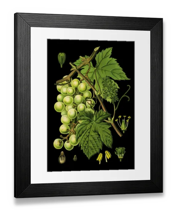 Framed Print : common grape vine Framed Print : common grape vine