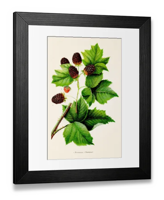 Framed Print : Blackberry Raspberry illustration 1892 Framed Print : Blackberry Raspberry illustration 1892