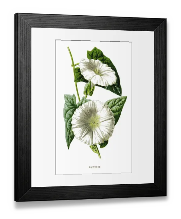 Framed Print : Bindweed. Antique illustration of a Medicinal and Herbal Plants.