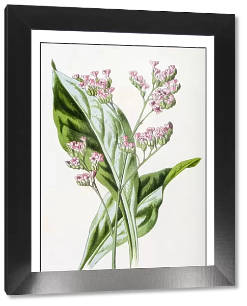 Antique color plant flower illustration: Limonium (sea-lavender)