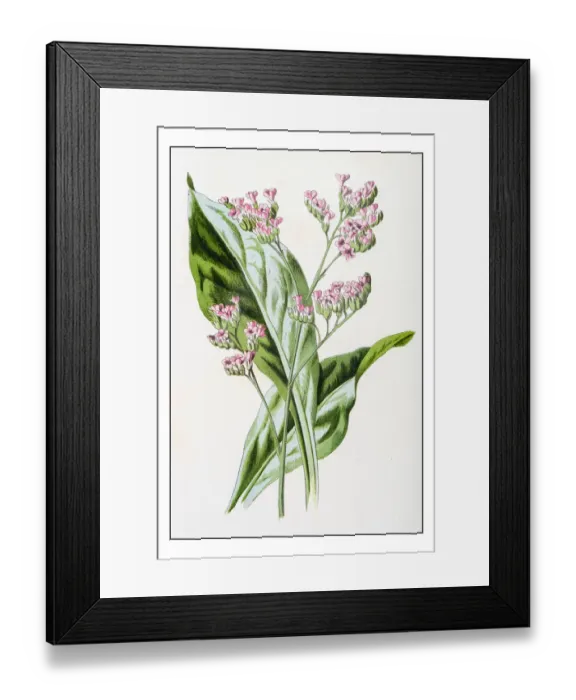 Framed Print : Antique color plant flower illustration: Limonium (sea-lavender) Framed Print : Antique color plant flower illustration: Limonium (sea-lavender)