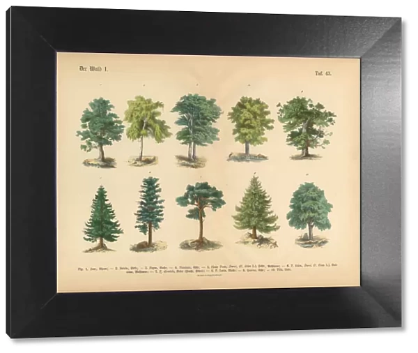 Trees in the Forest, Victorian Botanical Illustration