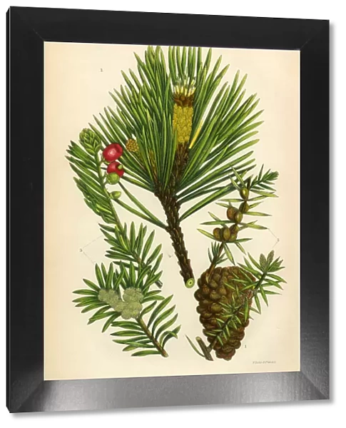 Fir, Scotch Fir, Pine, Juniper, Scotch Pine, Victorian Botanical Illustration